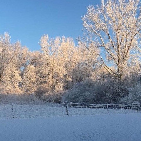 snow tree